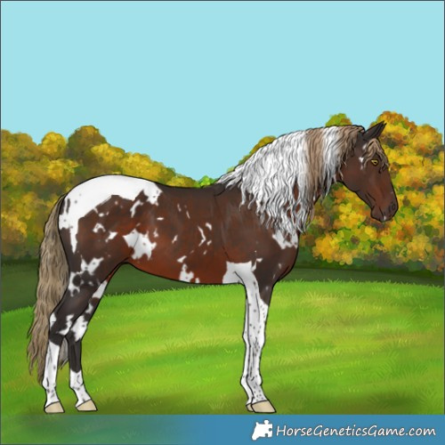 Horse Color:White Spotted Liver Chestnut Tobiano 