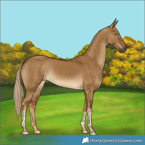 Horse Color:Chocolate Palomino Dun Tobiano 