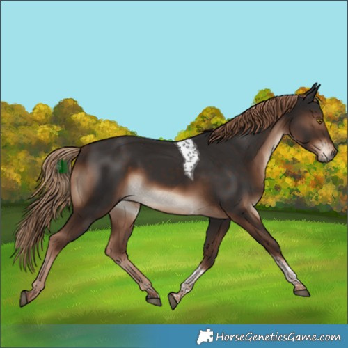 Horse Color:Liver Chestnut Tobiano 