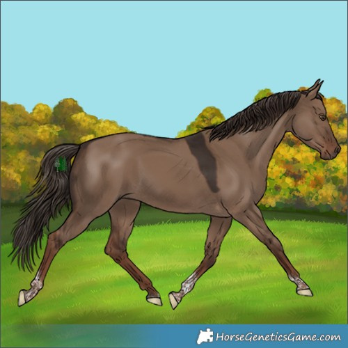 Horse Color:Liver Red Dun Tobiano 