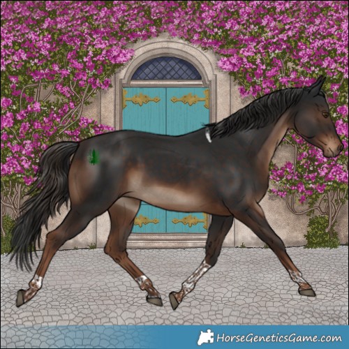 Horse Color:Liver Chestnut Tobiano Rabicano 