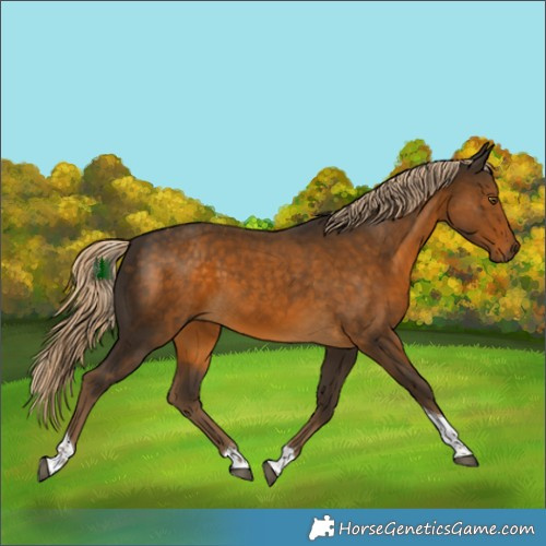 Horse Color:Chocolate Palomino Tobiano Rabicano 