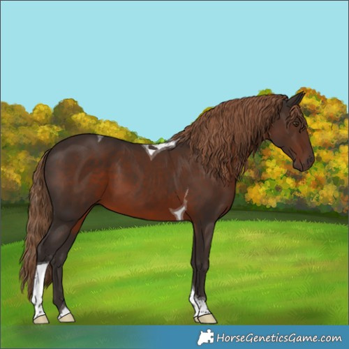 Horse Color:Liver Chestnut Tobiano 