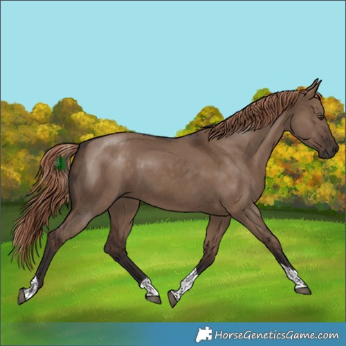 Horse Color:Liver Red Dun Tobiano Rabicano 