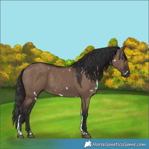 Horse Color:White Spotted Liver Red Dun Tobiano 
