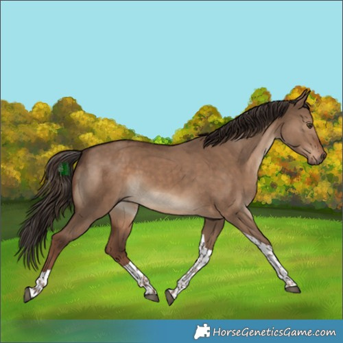 Horse Color:Liver Red Dun Tobiano 