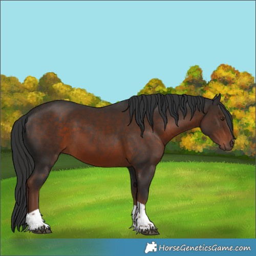 Horse Color:Liver Chestnut Tobiano