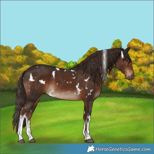 Horse Color:White Spotted Liver Chestnut
