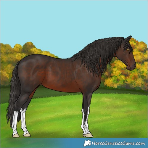 Horse Color:White Spotted Liver Chestnut 