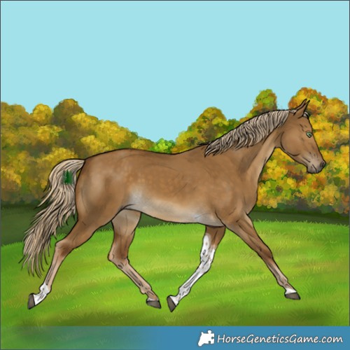 Horse Color:Chocolate Palomino Dun Tobiano