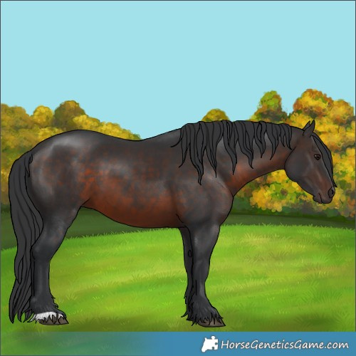 Horse Color:Brown 