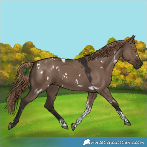 Horse Color:White Spotted Liver Red Dun Tobiano Rabicano 