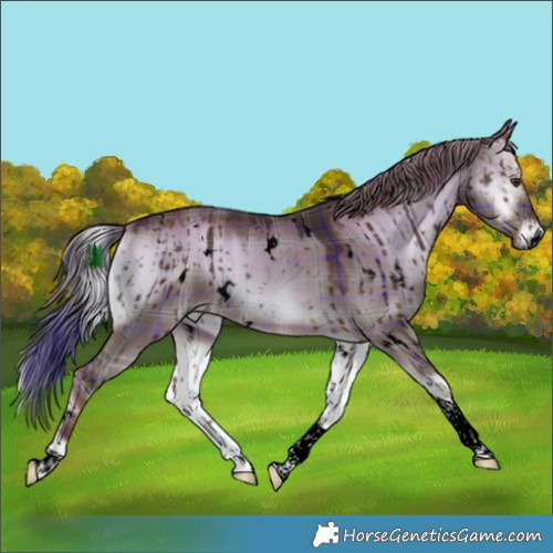 Horse Color:Void Plaid  White Spotted Liver Red Dun Onyx Tobiano Brindle 