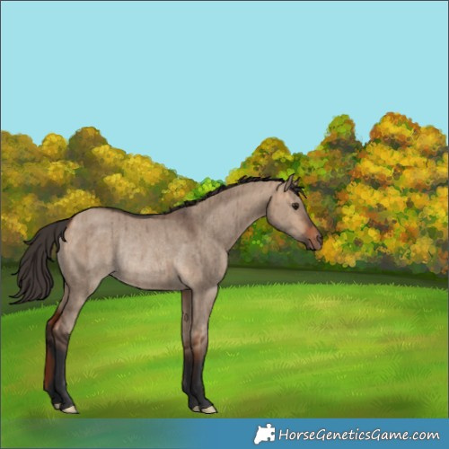 Horse Color:Unknown 