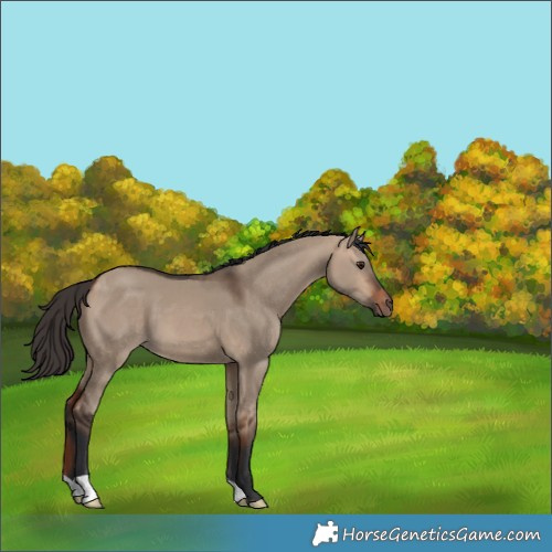 Horse Color:Unknown 