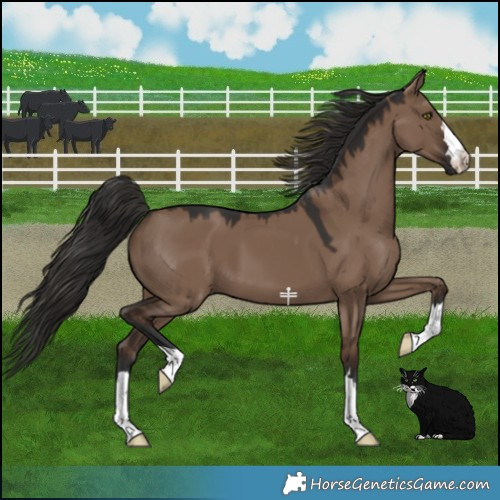 Horse Color:Liver Red Dun