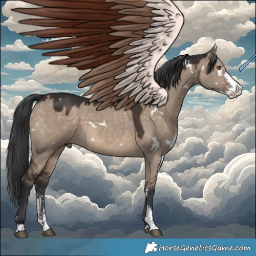Horse Color:White Spotted Brown Dun Sabino 