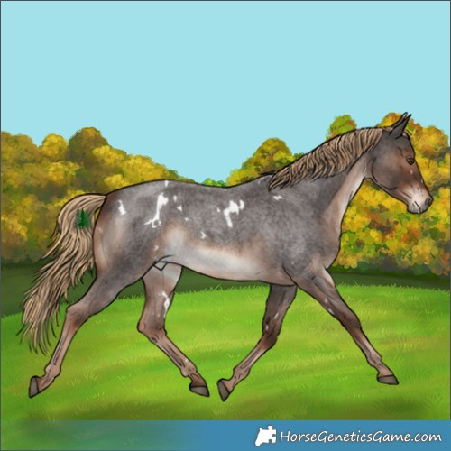 Horse Color:White Spotted Liver Red Roan 