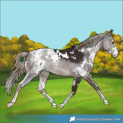Horse Color:White Spotted Liver Chestnut 