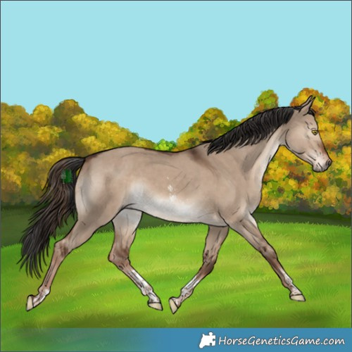 Horse Color:Liver Red Dun Sabino 