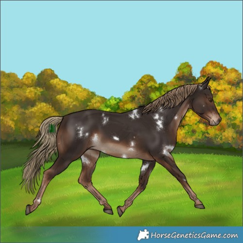 Horse Color:White Spotted Liver Chestnut Rabicano 