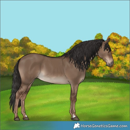 Horse Color:Liver Red Dun 