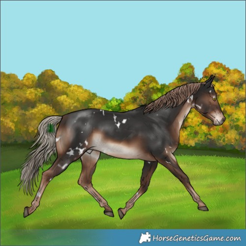 Horse Color:White Spotted Liver Chestnut Rabicano