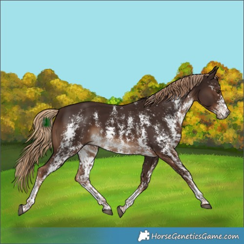 Horse Color:Liver Chestnut Sabino Rabicano 