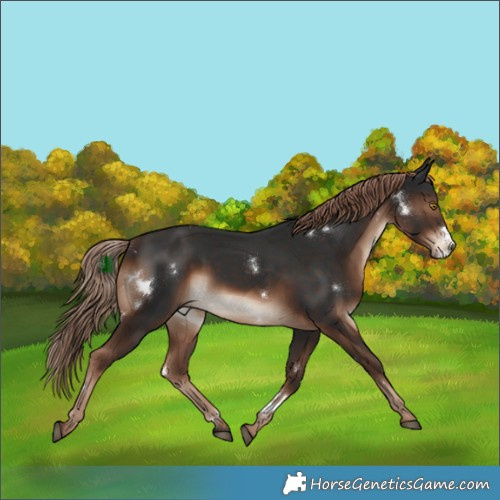 Horse Color:White Spotted Liver Chestnut Rabicano 