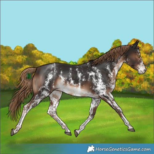 Horse Color:Liver Chestnut Sabino Rabicano 