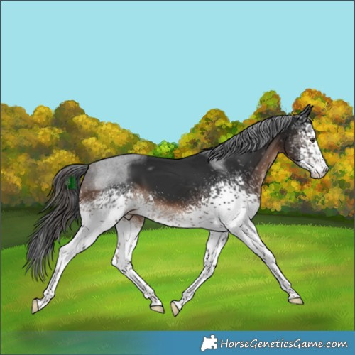 Horse Color:White Spotted Liver Chestnut 