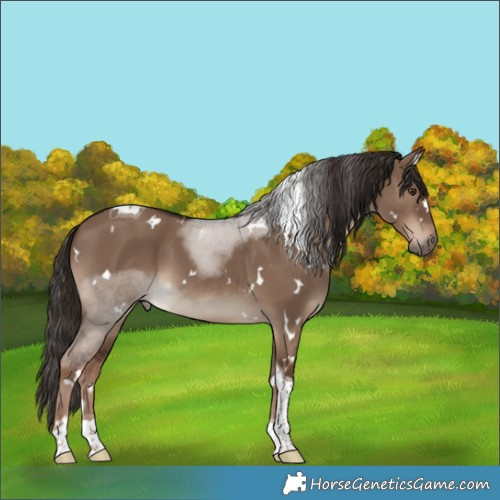 Horse Color:White Spotted Liver Red Dun Tobiano 