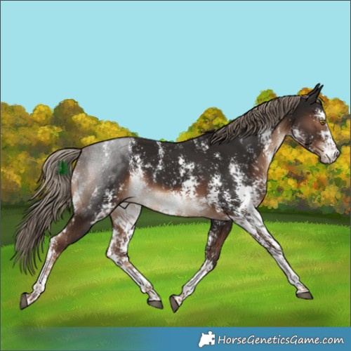 Horse Color:Liver Chestnut Sabino 