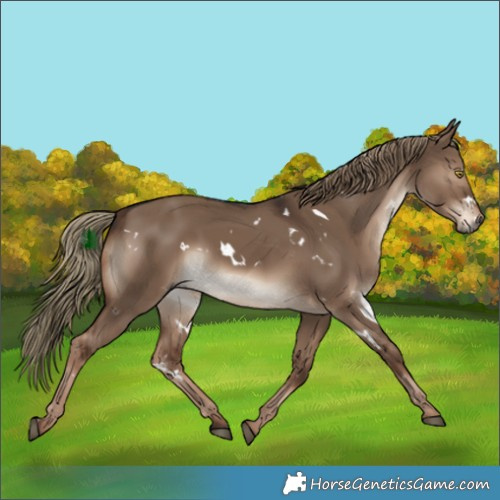 Horse Color:White Spotted Liver Red Dun Rabicano 
