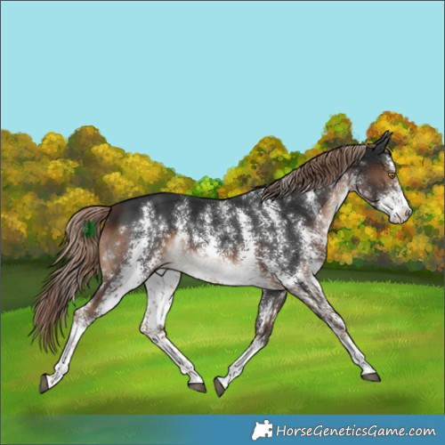 Horse Color:Liver Chestnut Sabino Rabicano 