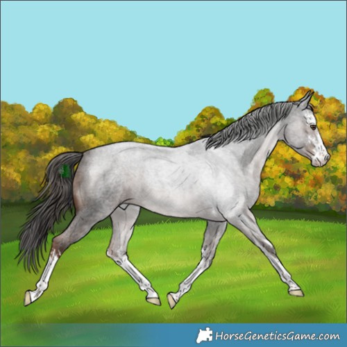 Horse Color:White Spotted Liver Red Roan 