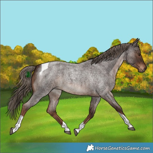 Horse Color:Liver Red Roan Tobiano 