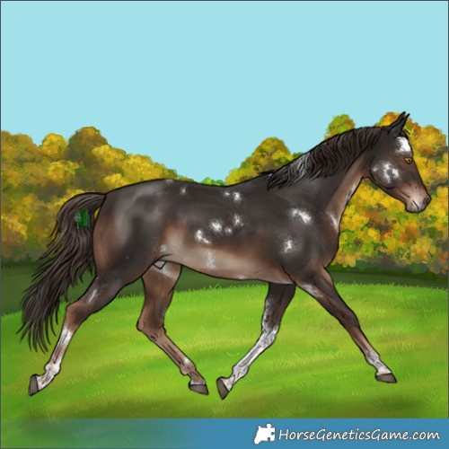 Horse Color:White Spotted Liver Chestnut Tobiano 