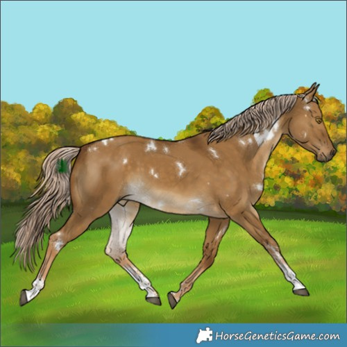Horse Color:White Spotted Chocolate Palomino Dun Sabino Rabicano 
