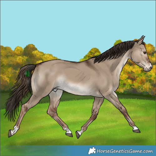 Horse Color:Liver Red Dun Rabicano 