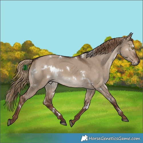 Horse Color:White Spotted Liver Red Dun Rabicano 