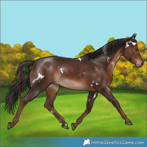 Horse Color:White Spotted Liver Chestnut Rabicano 