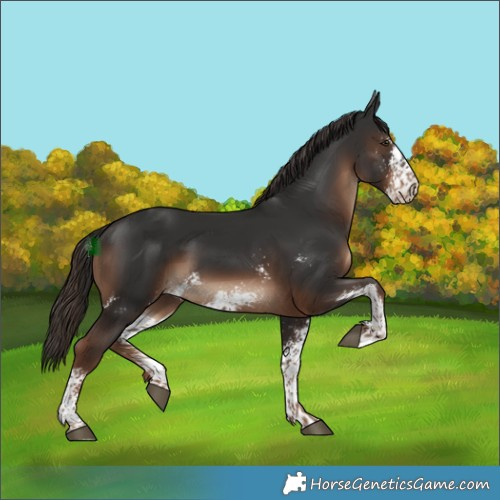 Horse Color:Liver Chestnut Sabino 