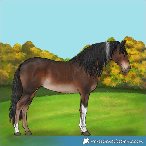 Horse Color:Liver Chestnut Tobiano