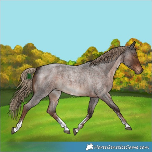 Horse Color:Liver Red Roan Sabino Rabicano 