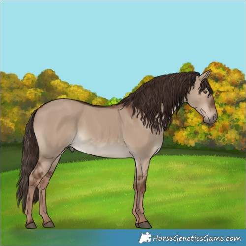 Horse Color:Liver Red Dun 