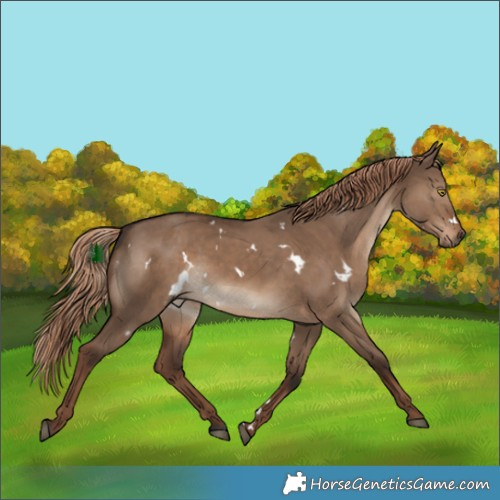 Horse Color:White Spotted Liver Red Dun 