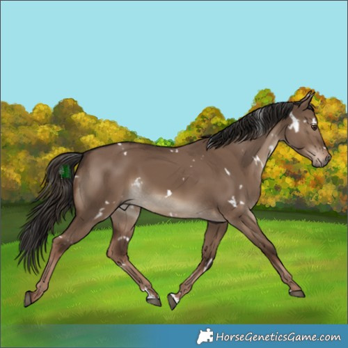 Horse Color:White Spotted Liver Red Dun 