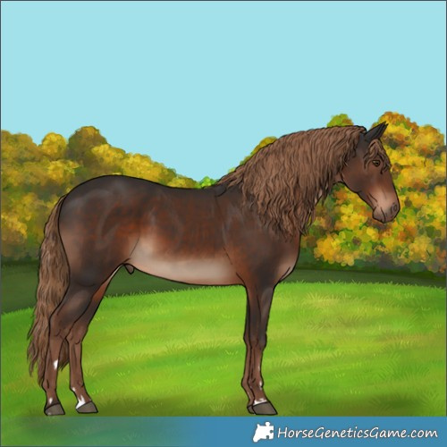 Horse Color:Liver Chestnut 