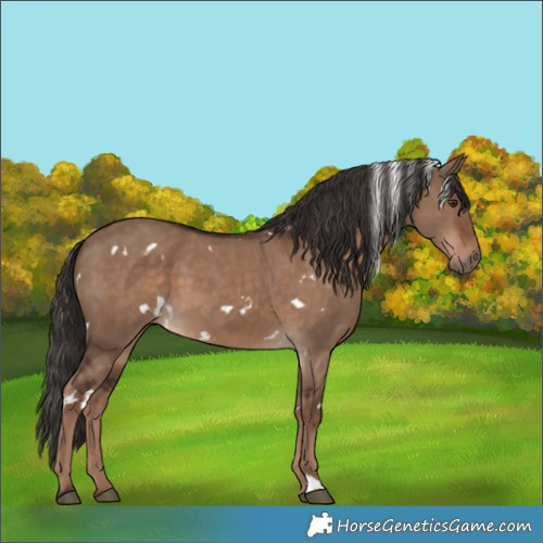 Horse Color:White Spotted Liver Red Dun